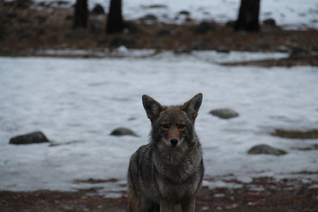 זאב ערבות בפארק יוסמיטי