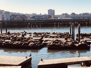 תצוגת כלבי ים במזח סן פרנסיסקו